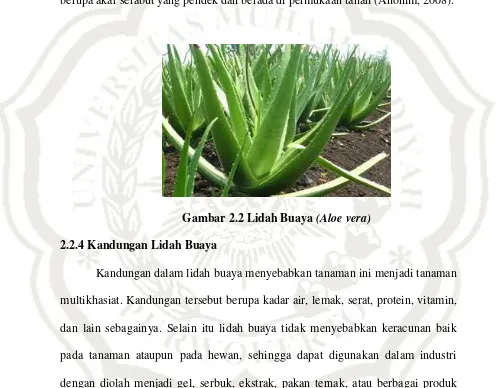 Detail Bahasa Inggris Lidah Buaya Nomer 12