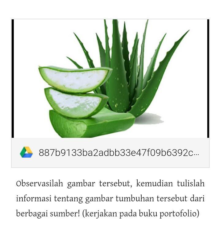 Detail Bahasa Inggris Lidah Buaya Nomer 25
