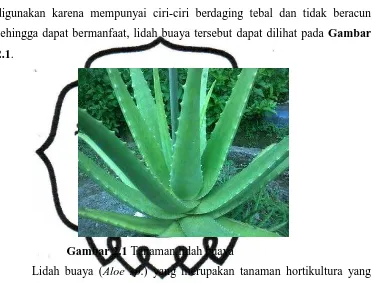 Detail Bahasa Inggris Lidah Buaya Nomer 38
