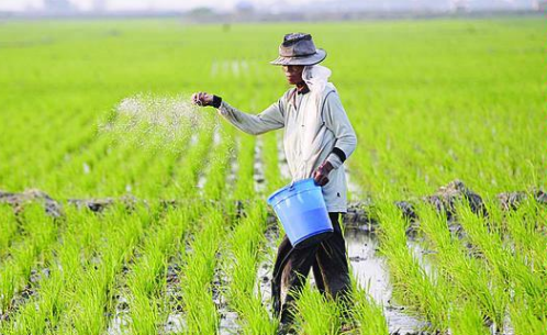 Detail Bahasa Inggris Padi Sawah Nomer 11