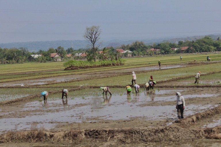 Detail Bahasa Inggris Padi Sawah Nomer 13