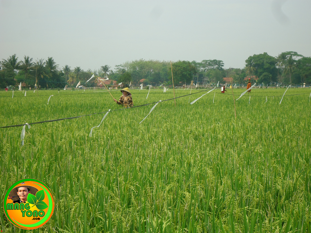 Detail Bahasa Inggris Padi Sawah Nomer 17