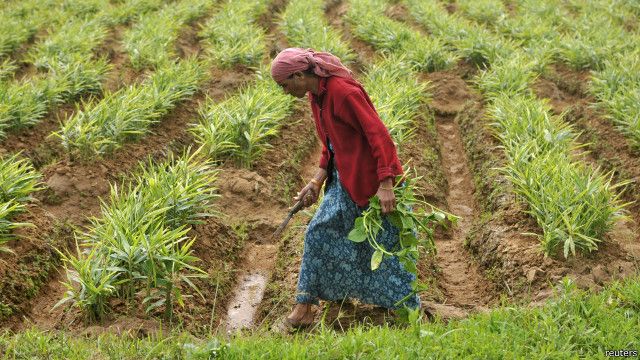 Detail Bahasa Inggris Padi Sawah Nomer 36