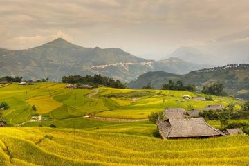 Detail Bahasa Inggris Padi Sawah Nomer 45