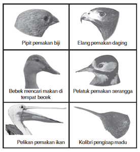 Detail Bahasa Inggris Paruh Burung Nomer 7