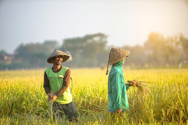 Detail Bahasa Inggris Sawah Nomer 14