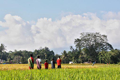 Detail Bahasa Inggris Sawah Nomer 47