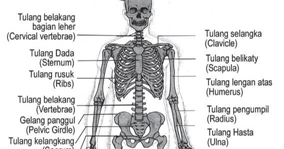 Detail Bahasa Inggris Tengkorak Nomer 10