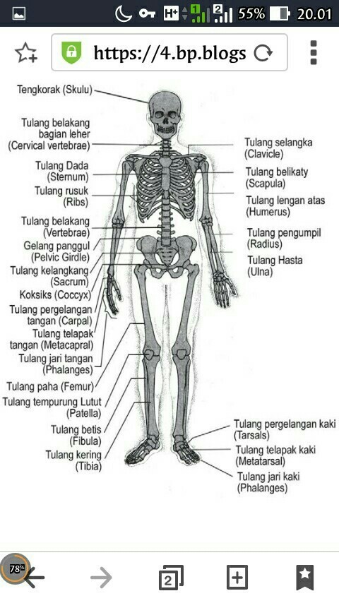 Detail Bahasa Inggris Tengkorak Nomer 4