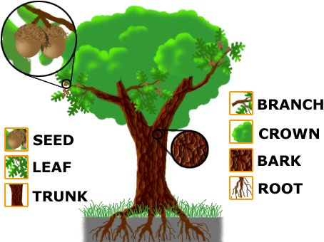 Detail Bahasa Inggris Tumbuhan Nomer 2