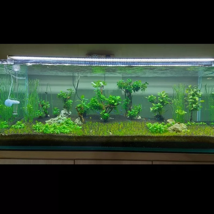 Detail Bambu Air Untuk Aquascape Nomer 18