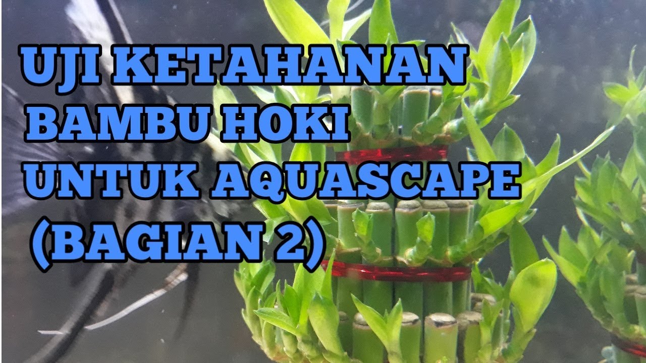 Detail Bambu Air Untuk Aquascape Nomer 28