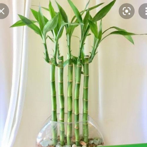 Detail Bambu Air Untuk Aquascape Nomer 8