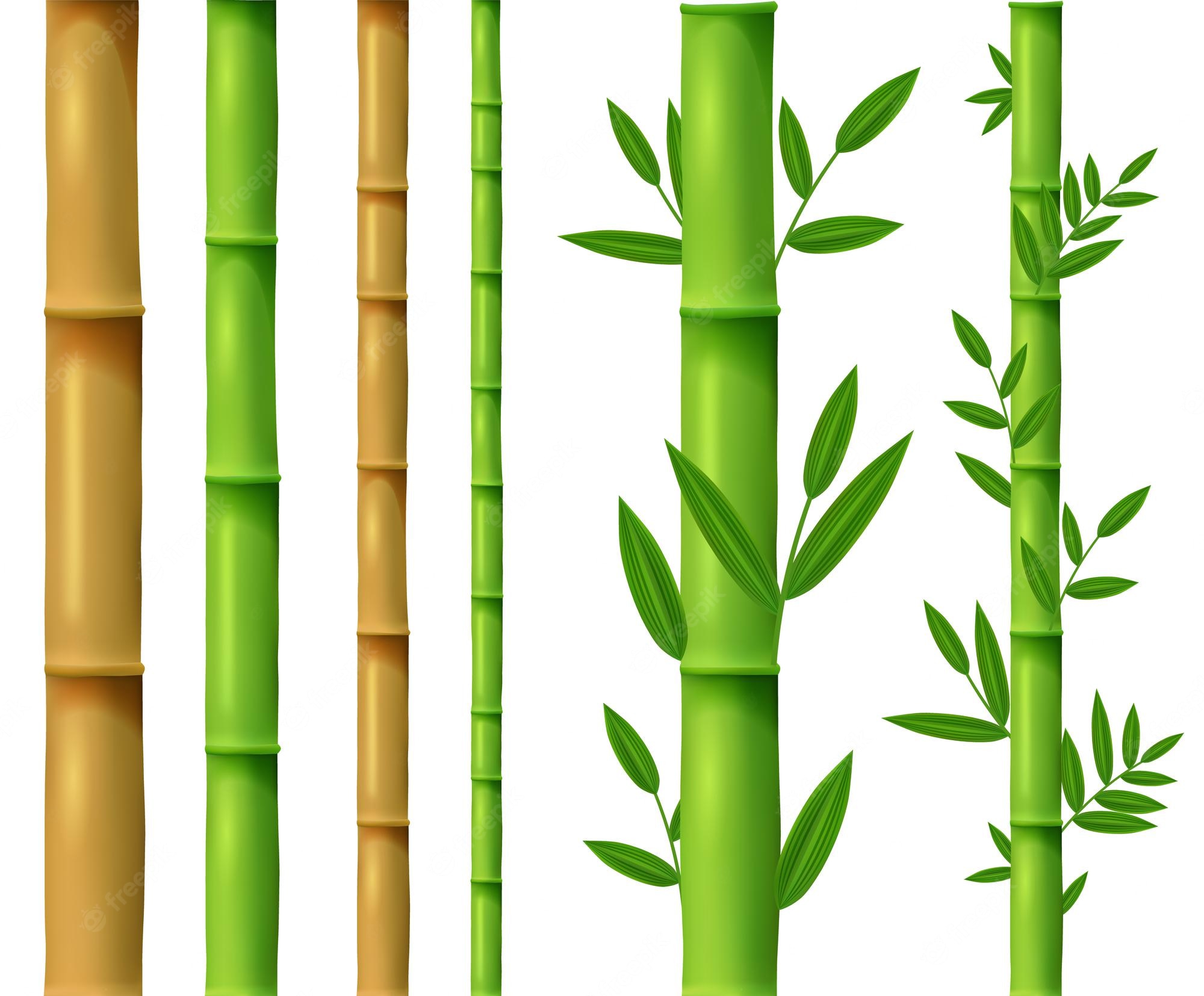 Detail Bambu Vektor Nomer 13