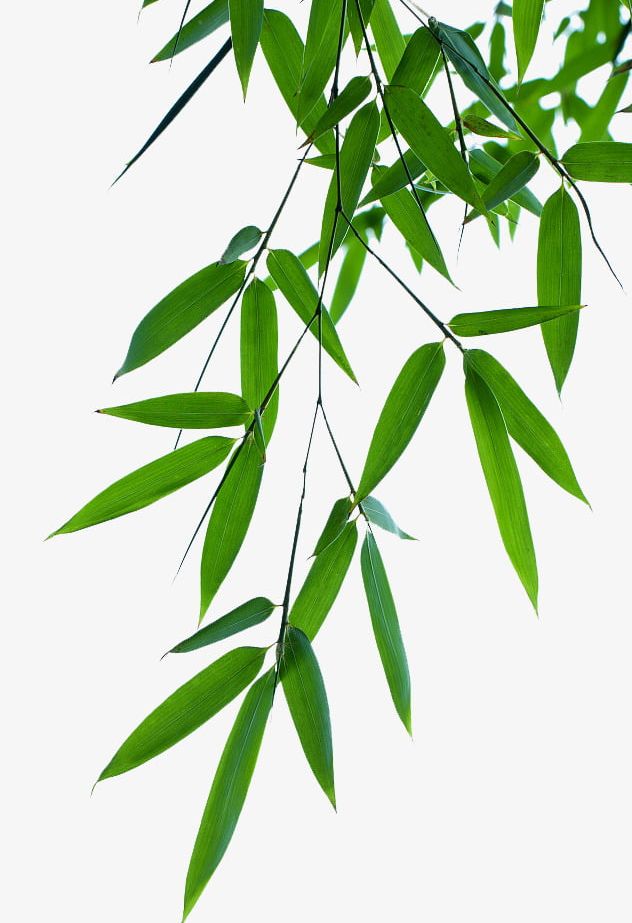 Detail Bambu Vektor Png Nomer 32