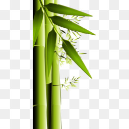 Detail Bambu Vektor Png Nomer 33