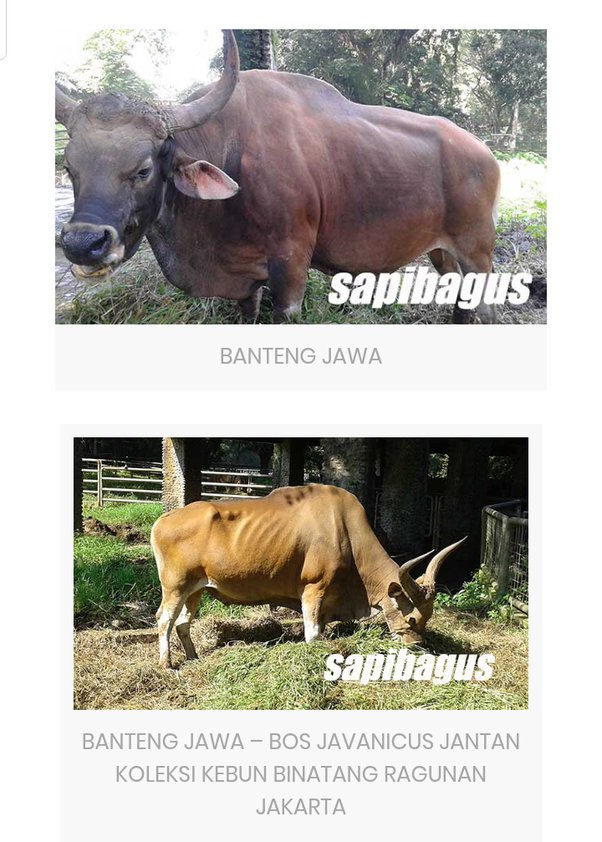 Detail Banteng Bahasa Inggris Nomer 9