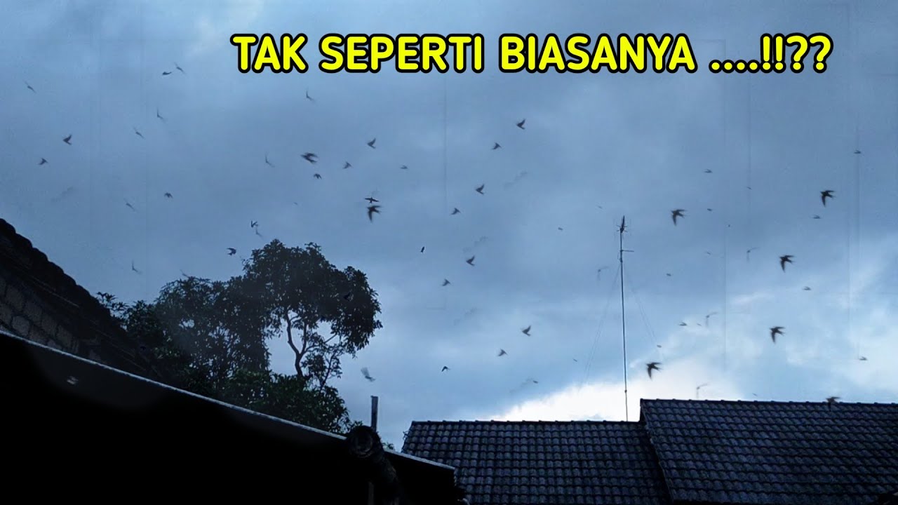 Banyak Burung Terbang Di Langit Pertanda Apa - KibrisPDR