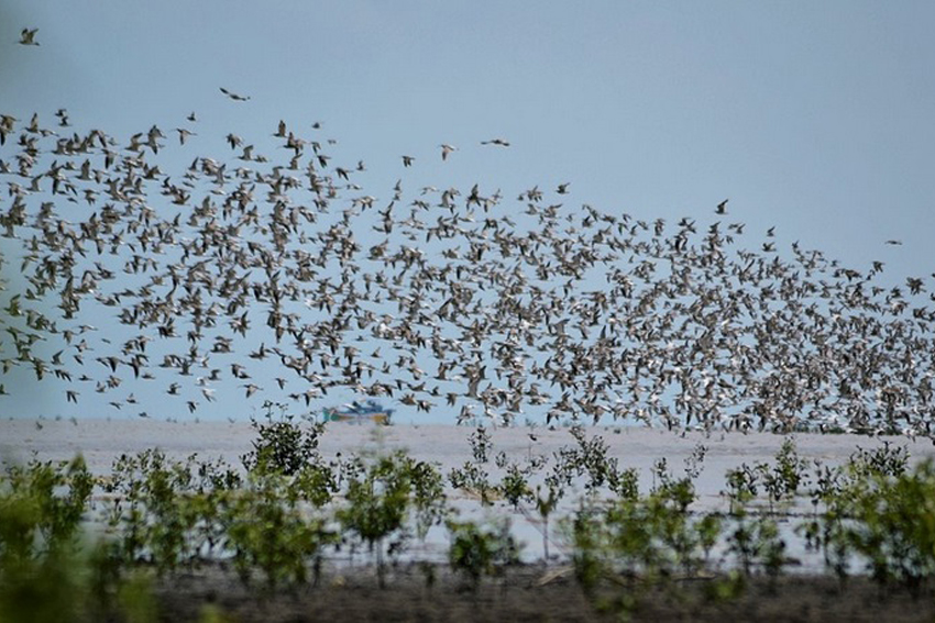 Detail Banyak Burung Terbang Di Langit Pertanda Apa Nomer 14