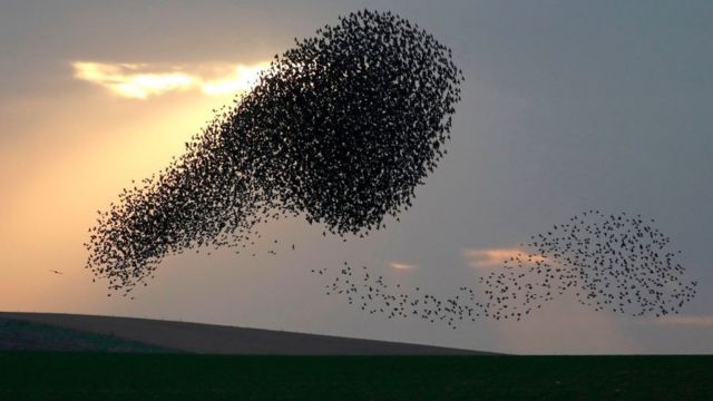 Detail Banyak Burung Terbang Di Langit Pertanda Apa Nomer 15