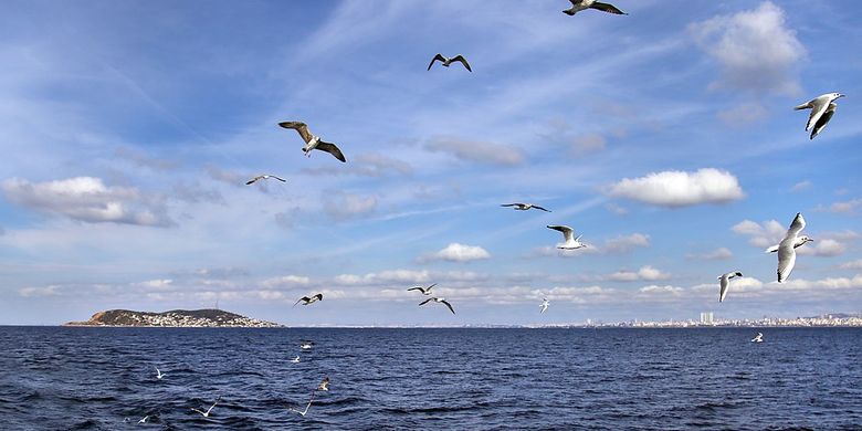 Detail Banyak Burung Terbang Di Langit Pertanda Apa Nomer 16