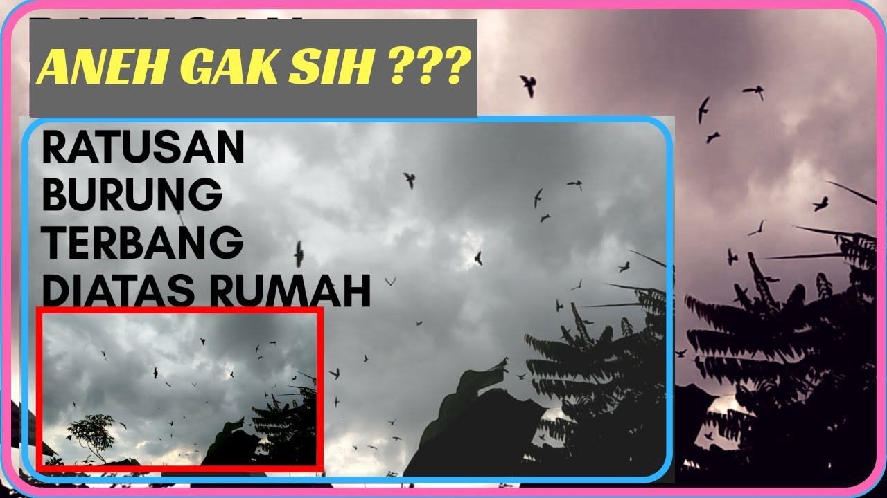 Detail Banyak Burung Terbang Di Langit Pertanda Apa Nomer 2