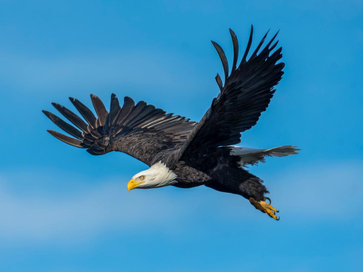 Detail Banyak Burung Terbang Di Langit Pertanda Apa Nomer 18