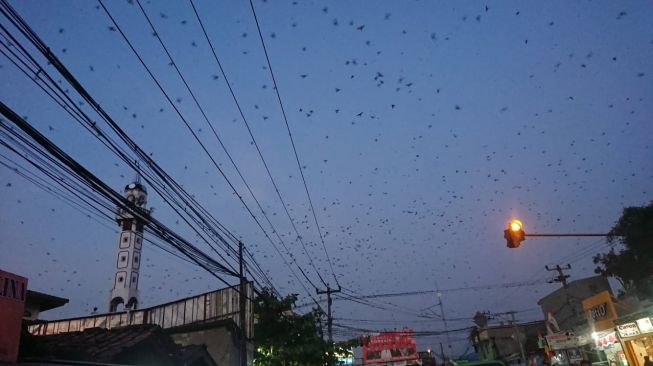 Detail Banyak Burung Terbang Di Langit Pertanda Apa Nomer 19