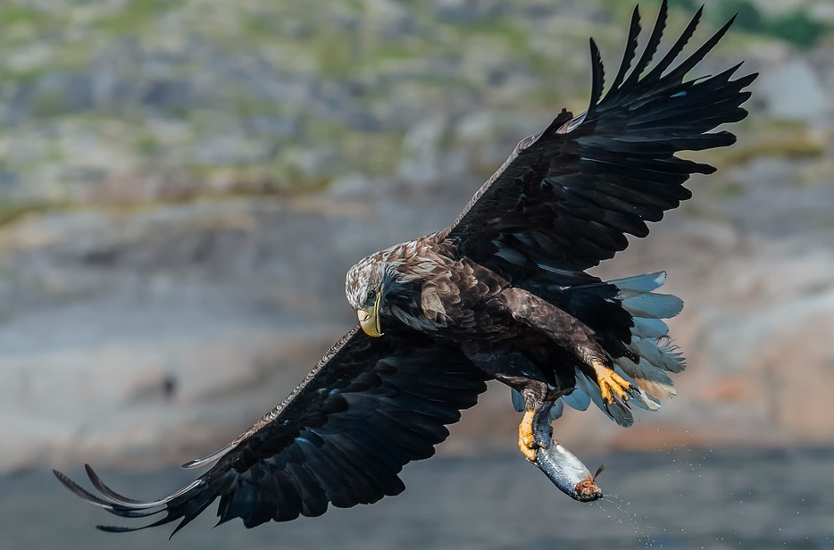 Detail Banyak Burung Terbang Di Langit Pertanda Apa Nomer 23