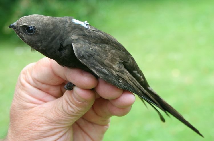 Detail Banyak Burung Terbang Di Langit Pertanda Apa Nomer 29