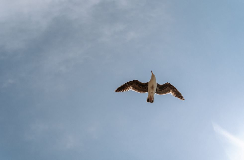 Detail Banyak Burung Terbang Di Langit Pertanda Apa Nomer 30