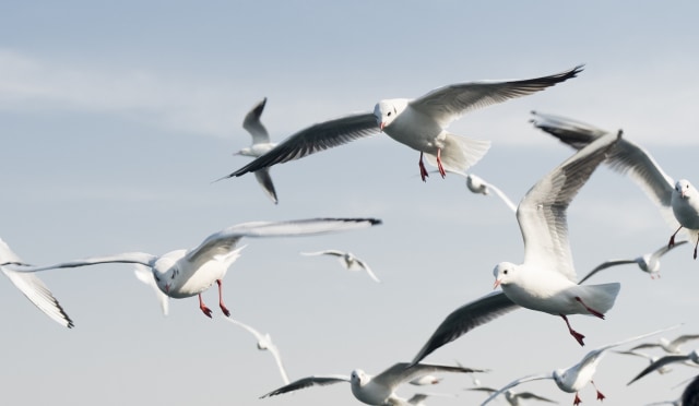 Detail Banyak Burung Terbang Di Langit Pertanda Apa Nomer 35