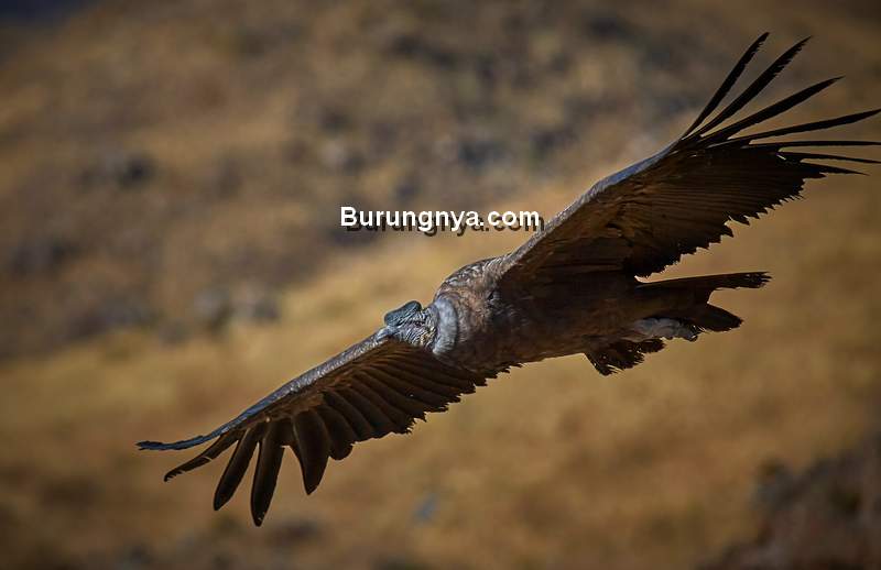 Detail Banyak Burung Terbang Di Langit Pertanda Apa Nomer 36