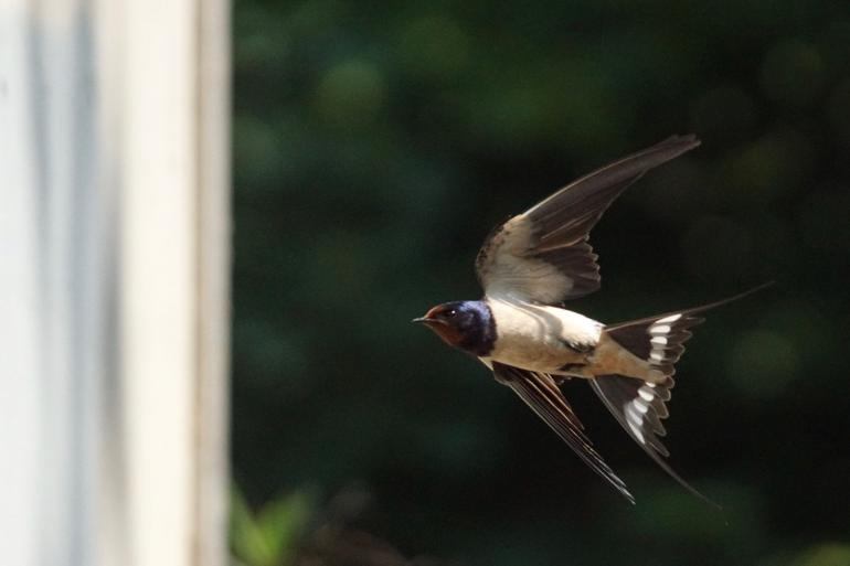 Detail Banyak Burung Terbang Di Langit Pertanda Apa Nomer 38