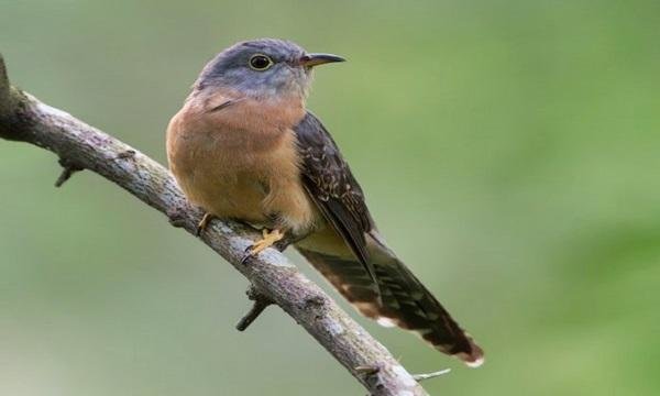 Detail Banyak Burung Terbang Di Langit Pertanda Apa Nomer 41