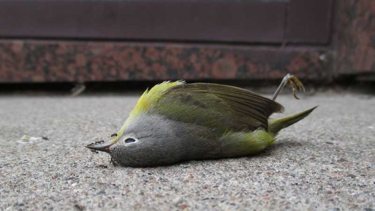 Detail Banyak Burung Terbang Di Langit Pertanda Apa Nomer 45