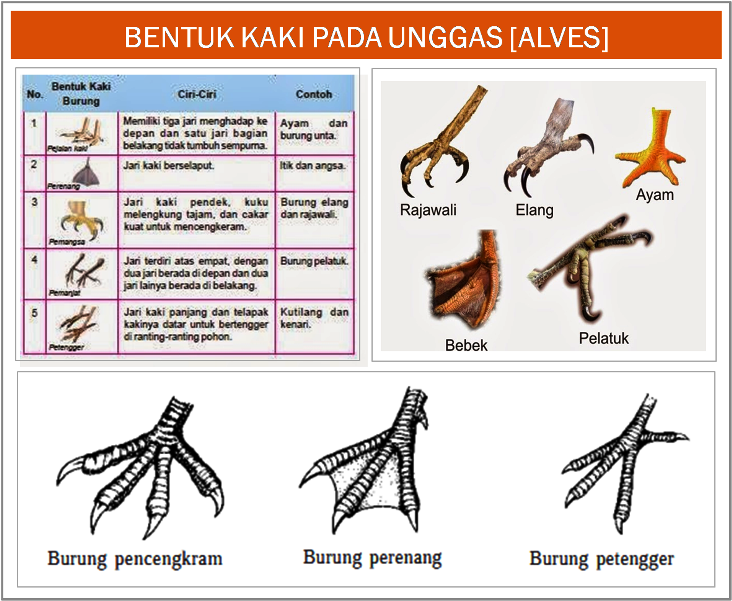 Detail Bebek Kakinya Berapa Nomer 5