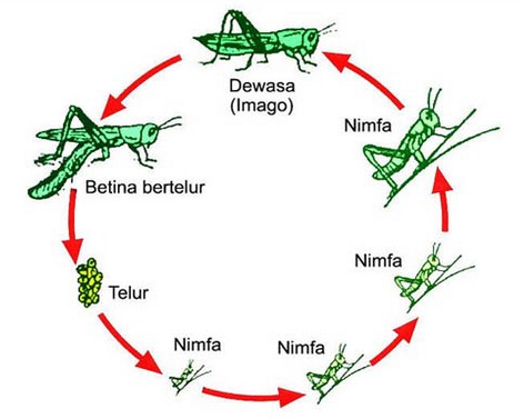 Detail Belalang Bahasa Inggris Nomer 18