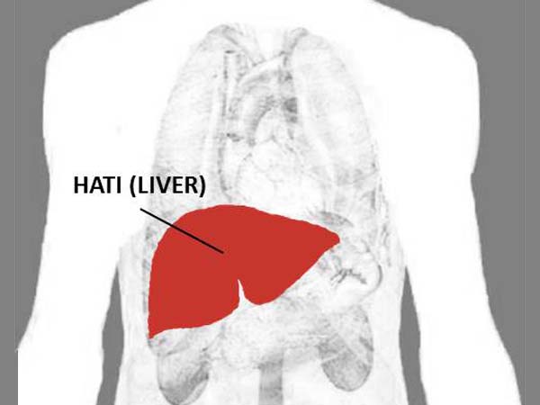 Detail Bentuk Hati Manusia Nomer 45