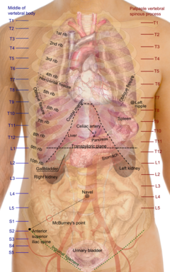 Detail Bentuk Hati Manusia Nomer 49