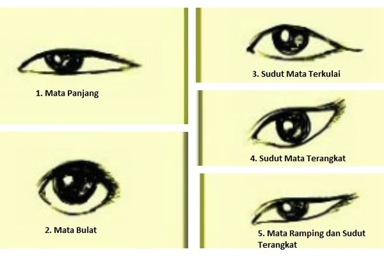 Detail Bentuk Mata Manusia Nomer 11