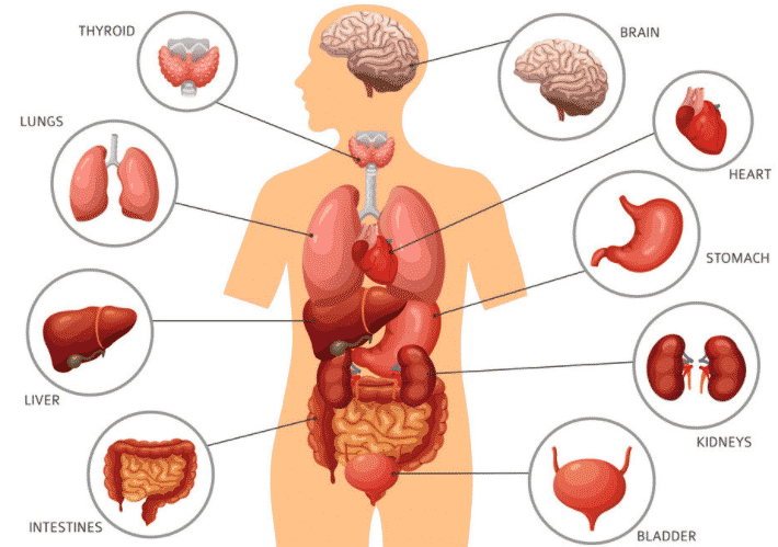 Bentuk Organ Tubuh Manusia - KibrisPDR