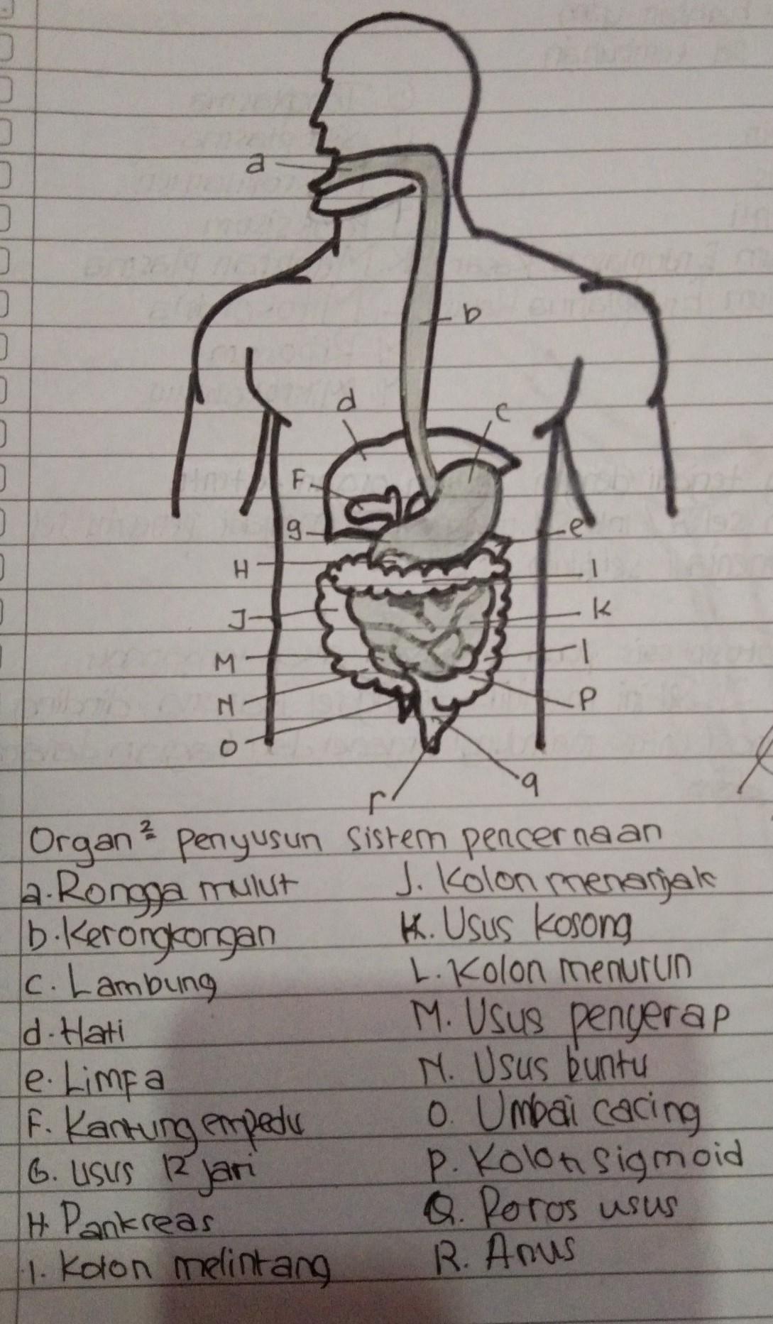 Detail Bentuk Organ Tubuh Manusia Nomer 17