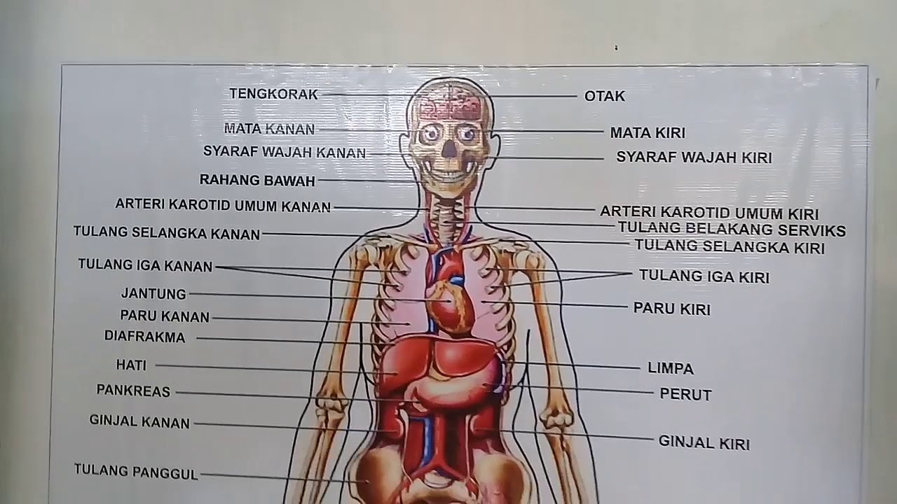 Detail Bentuk Organ Tubuh Manusia Nomer 19