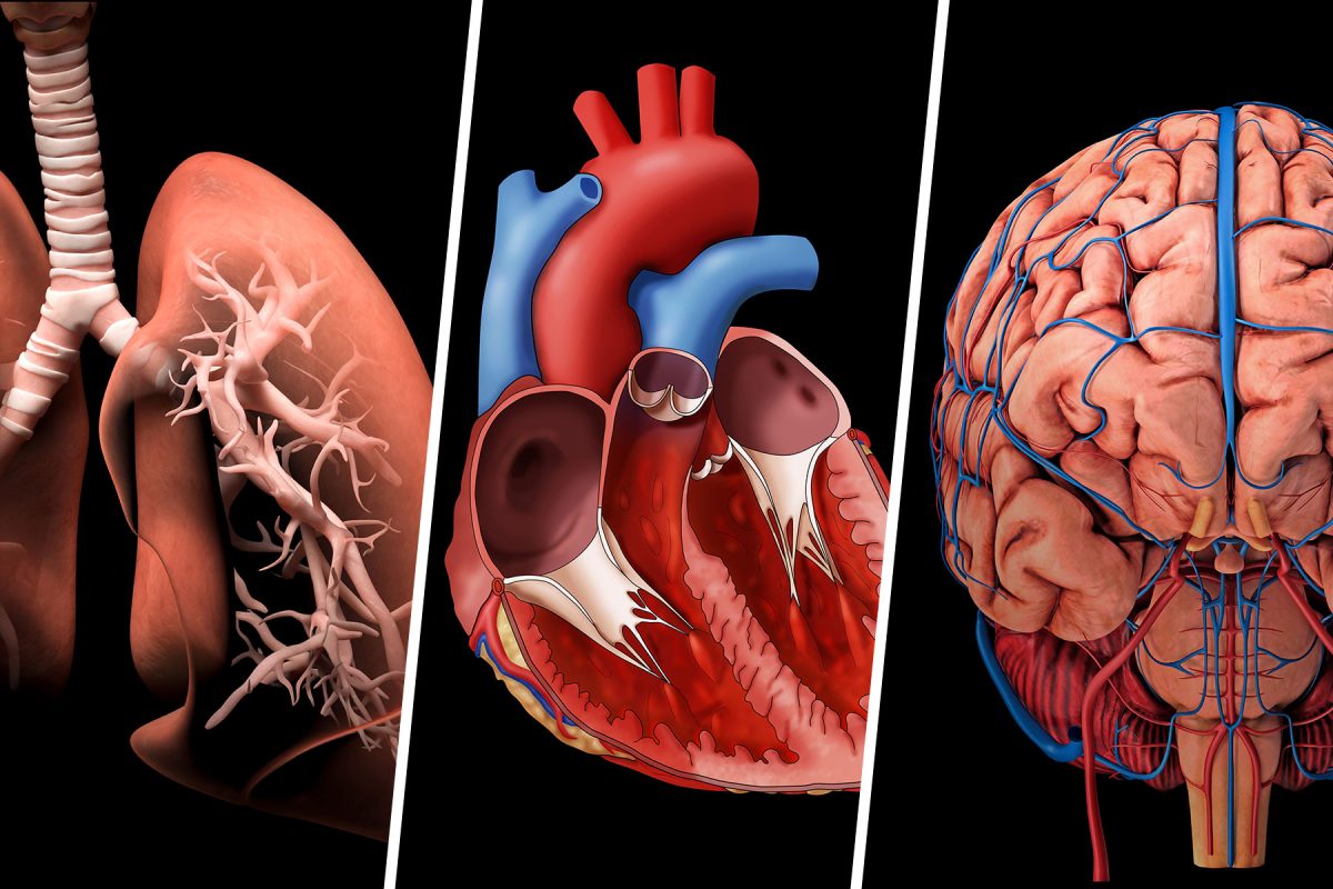 Detail Bentuk Organ Tubuh Manusia Nomer 23