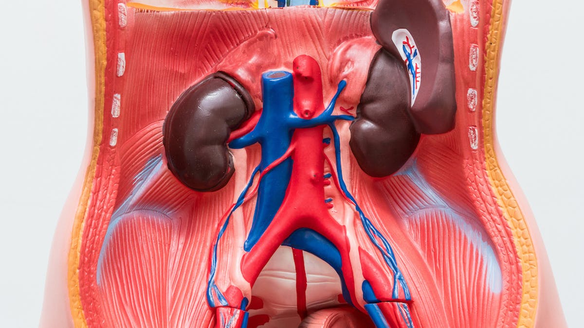 Detail Bentuk Organ Tubuh Manusia Nomer 26