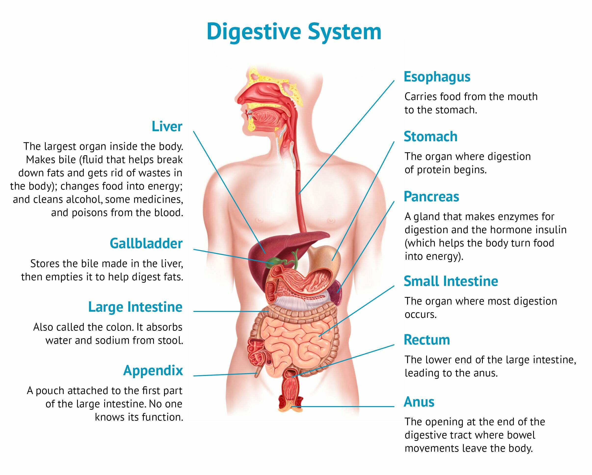 Detail Bentuk Organ Tubuh Manusia Nomer 5