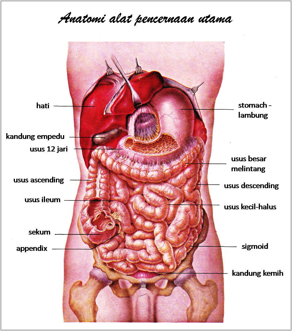 Detail Bentuk Organ Tubuh Manusia Nomer 40