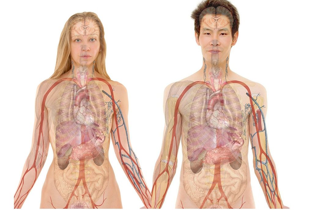 Detail Bentuk Organ Tubuh Manusia Nomer 41