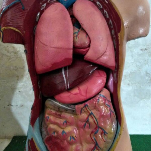 Detail Bentuk Organ Tubuh Manusia Nomer 42